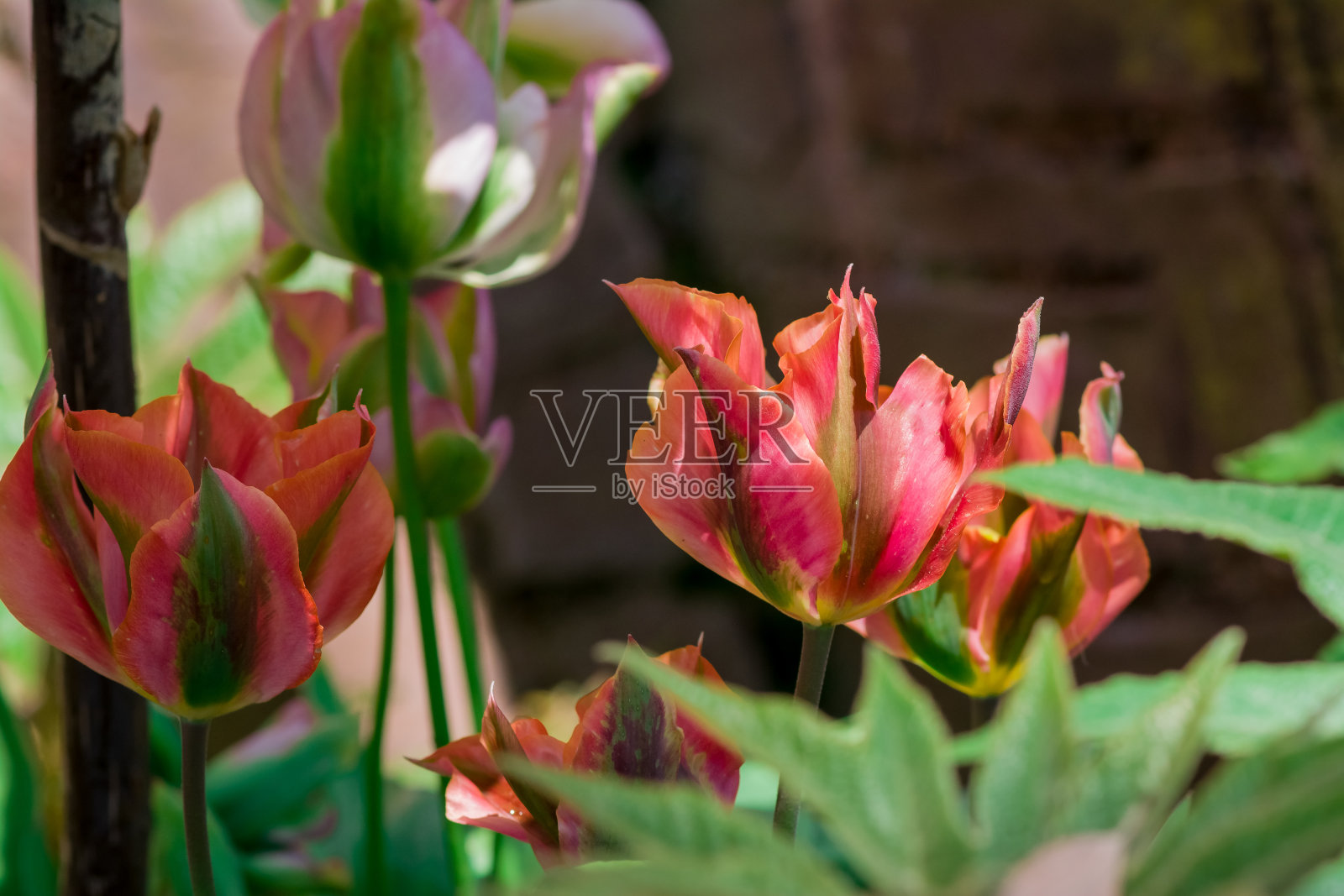 花园里长着五颜六色的郁金香照片摄影图片