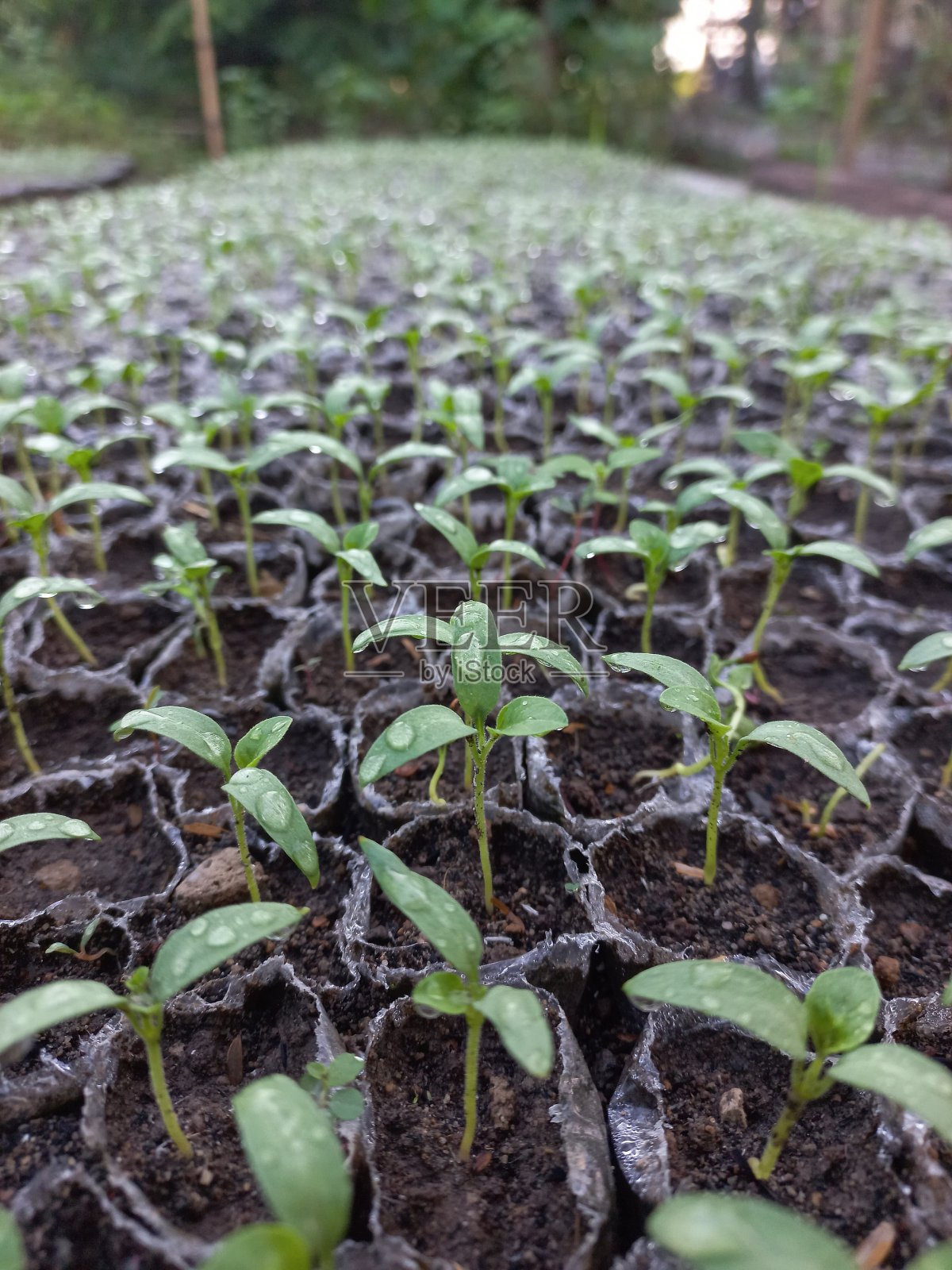 辣椒种子照片摄影图片