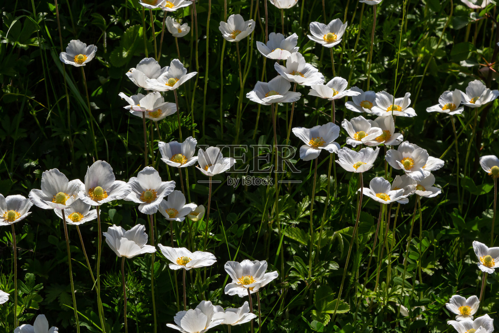白色的春花在绿色的草地上。白色的海葵花。银莲花，雪莲银莲花，风花照片摄影图片