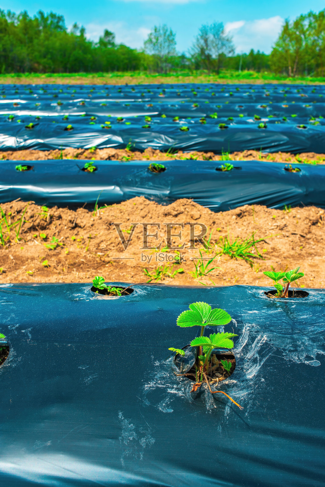 用地膜法栽培浆果和蔬菜照片摄影图片