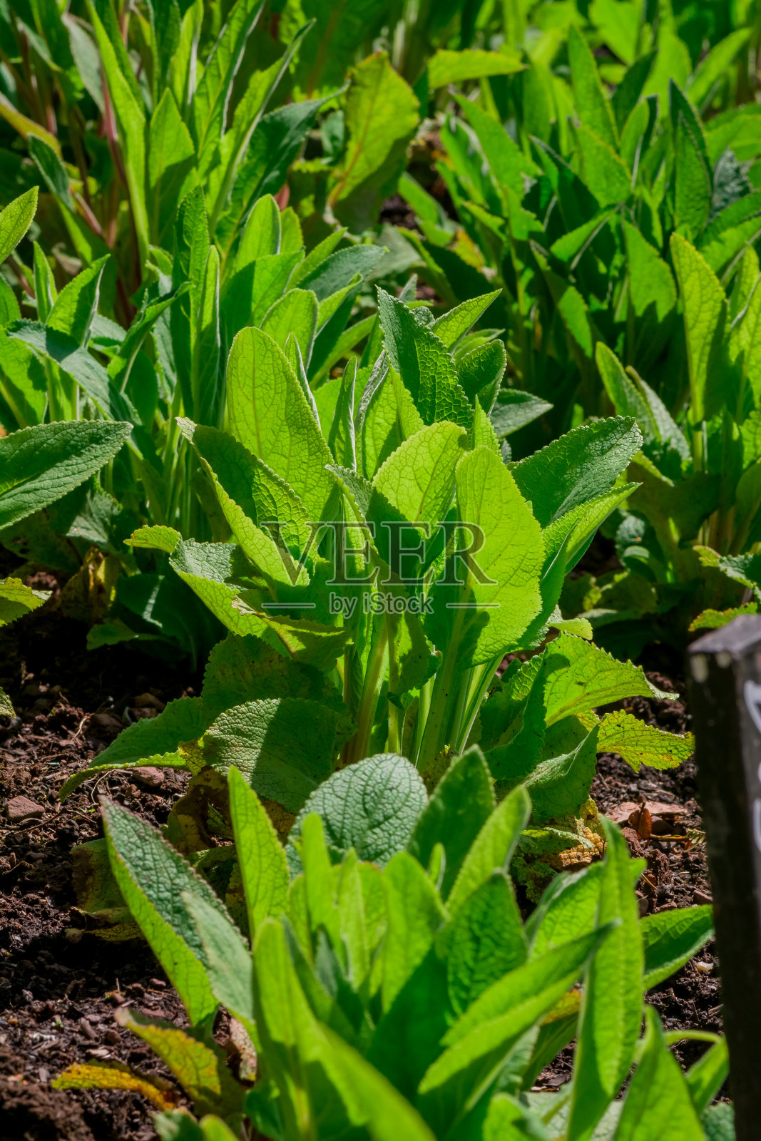 烟草，种植于花园的栽培烟草。英格兰照片摄影图片