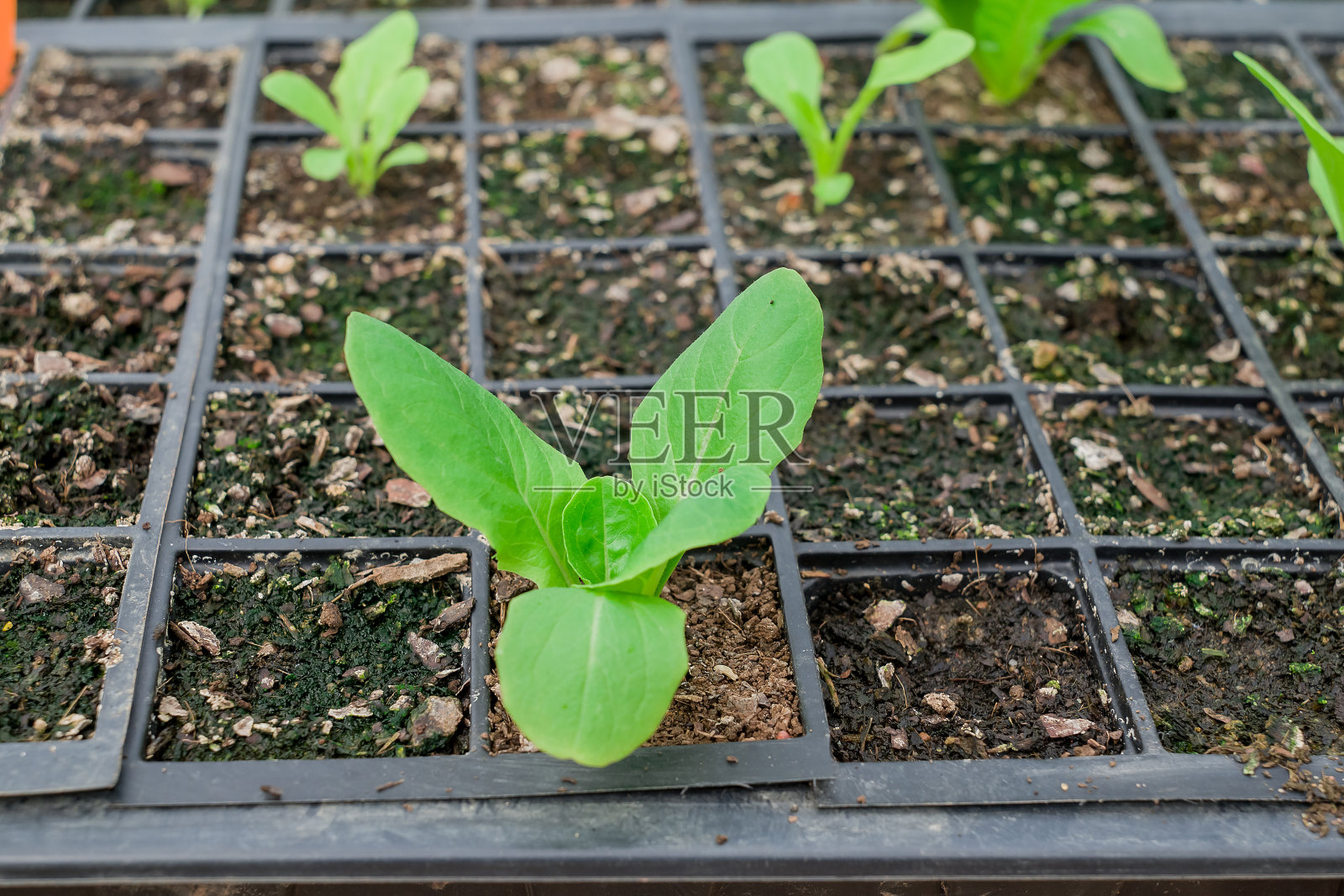 苗圃温室里的盆栽幼苗照片摄影图片