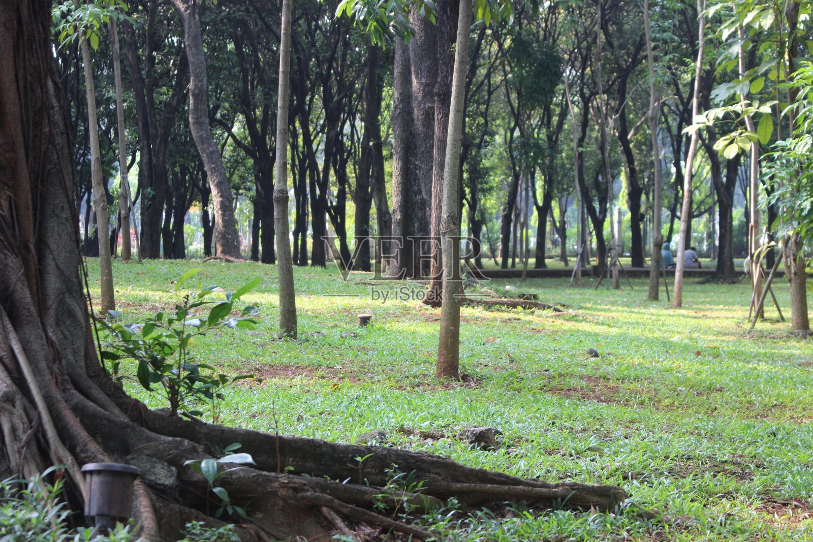春天的自然，绿草和树照片摄影图片