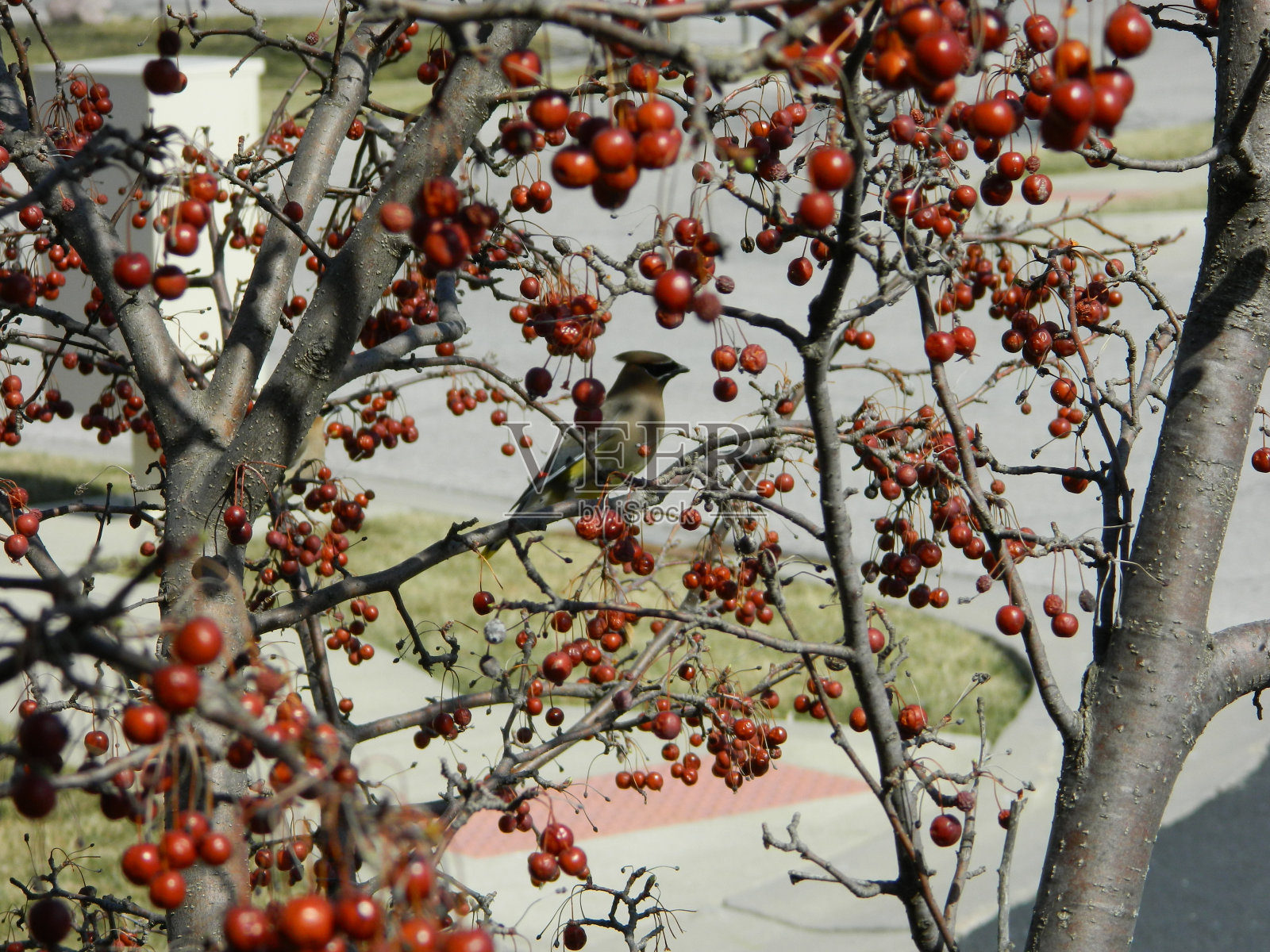 雪松蜡翅吃树上的浆果照片摄影图片
