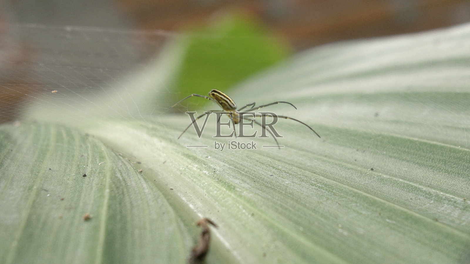 树叶上昆虫的特写镜头，选择性地聚焦在动物身上。部分绿色植物和野生动物主题为这张照片增添了美感。蜘蛛在绿叶上结网照片摄影图片