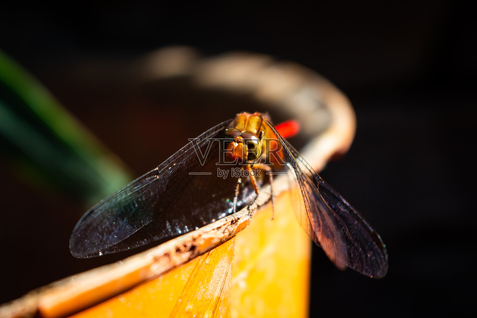 蜻蜓在水桶和池塘上照片摄影图片