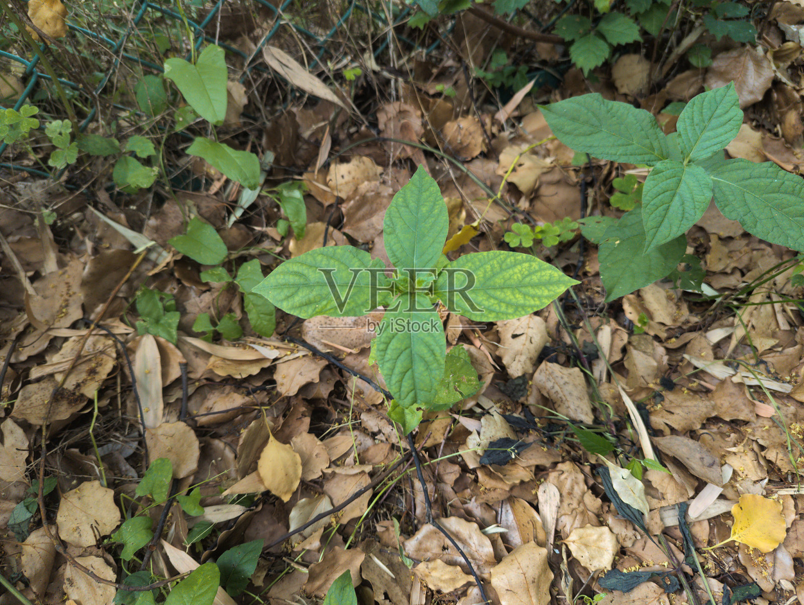 四叶上的嫩叶照片摄影图片