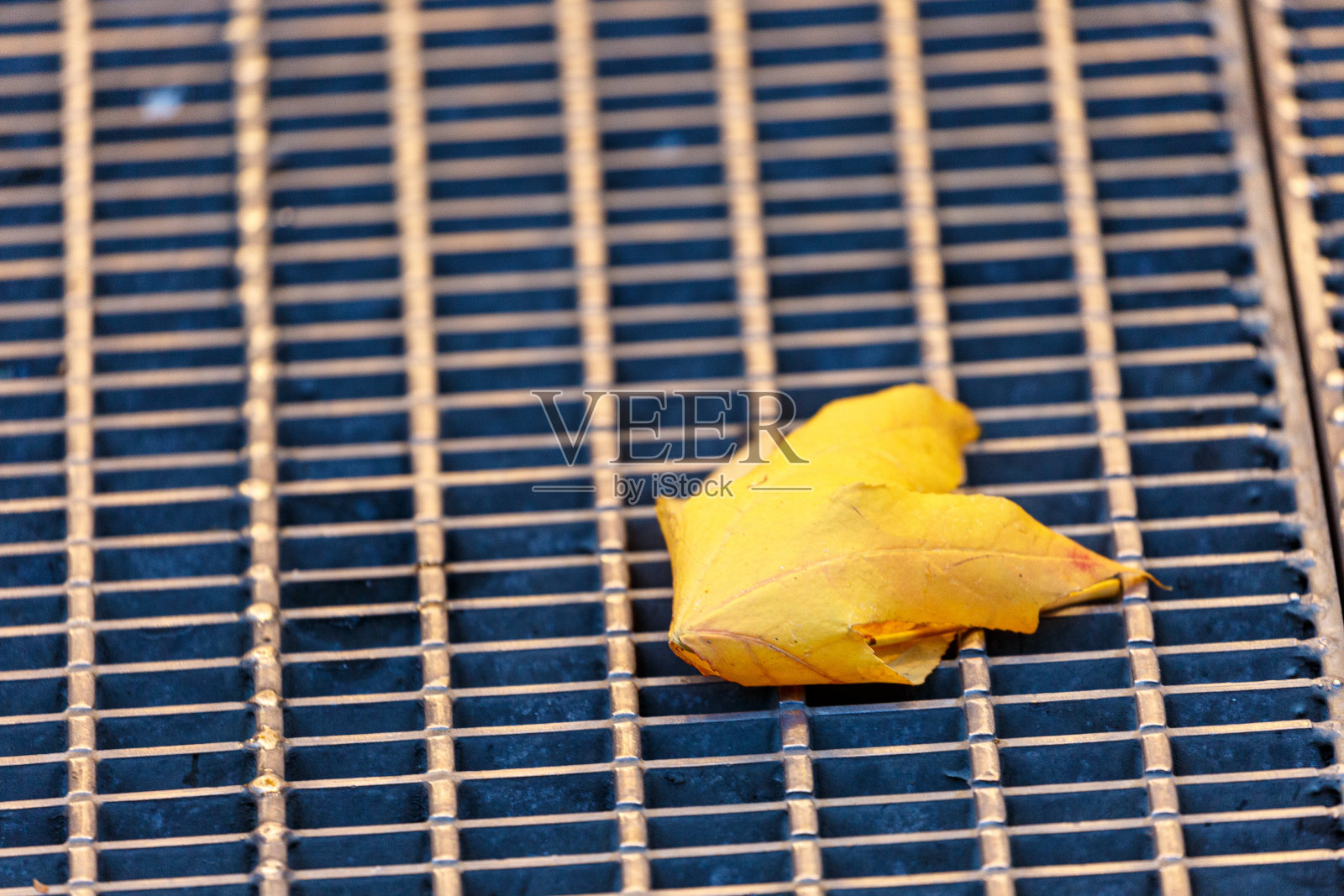 干燥的黄色叶子在金属网格上照片摄影图片