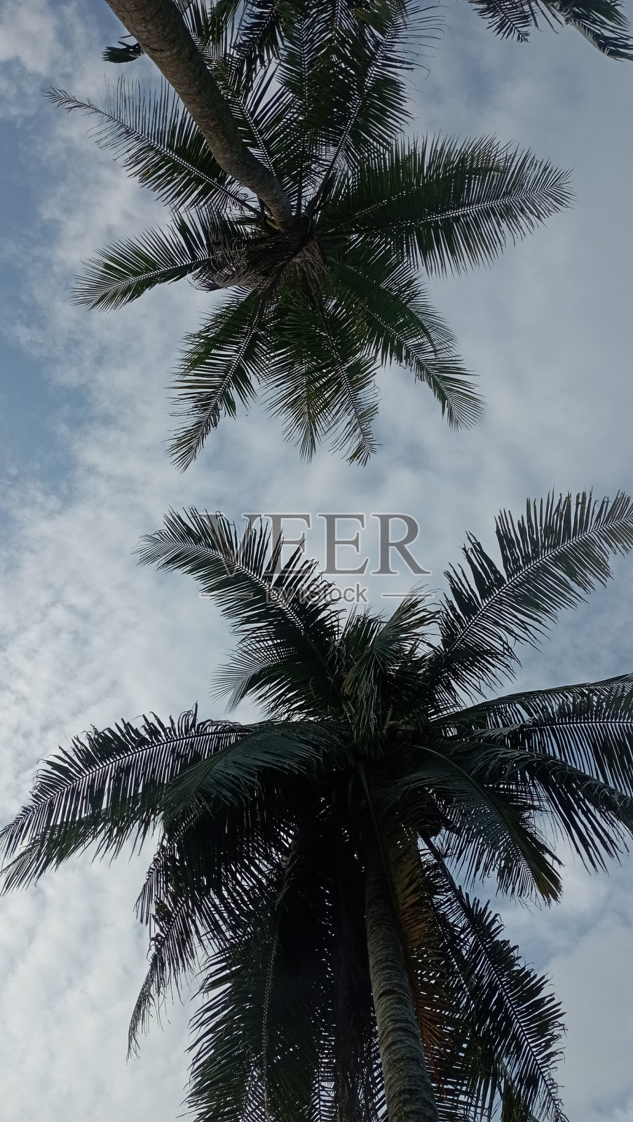 茂密而结实的椰子叶照片摄影图片