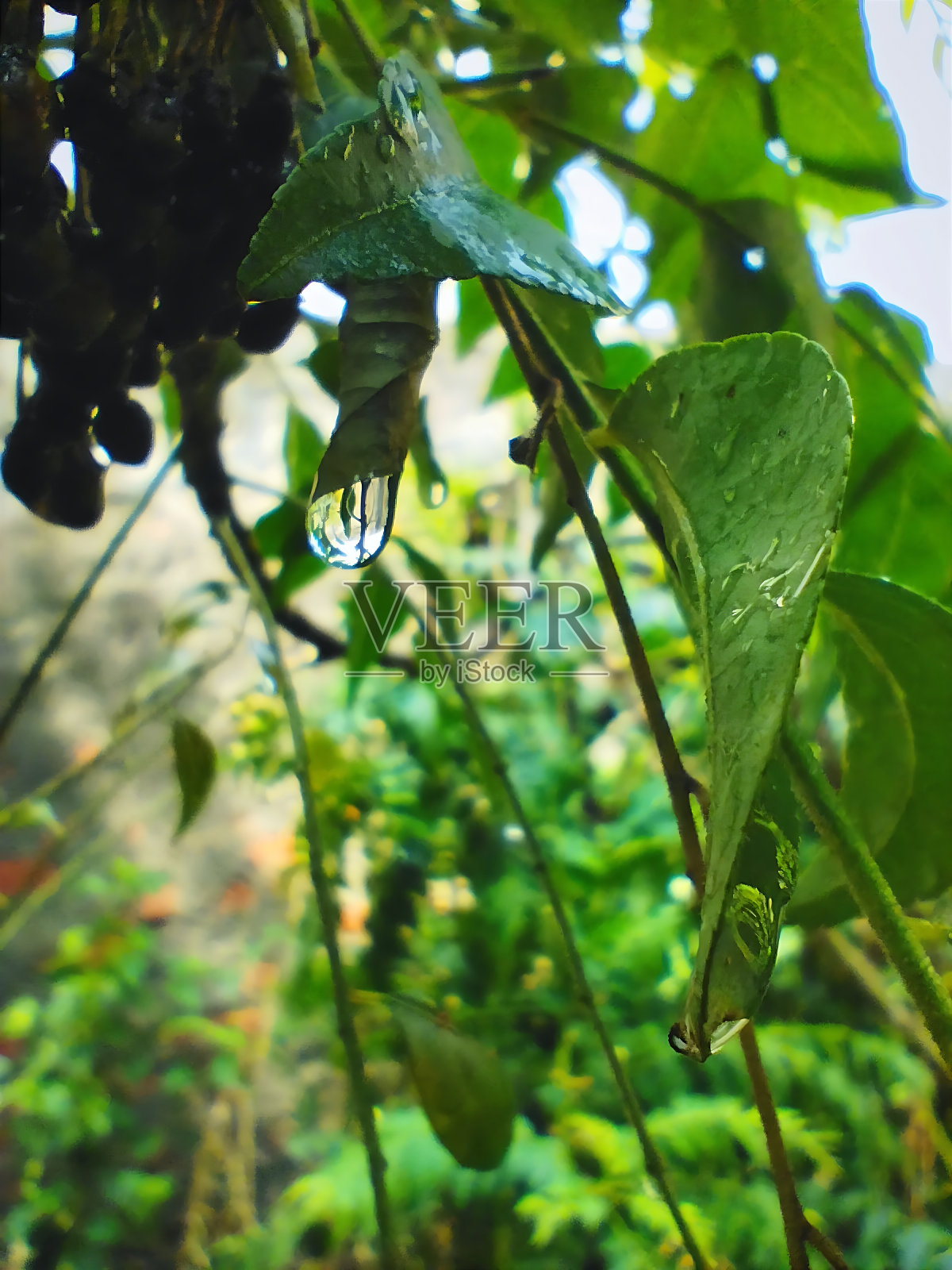 美学植物图片由Aastik Maurya照片摄影图片