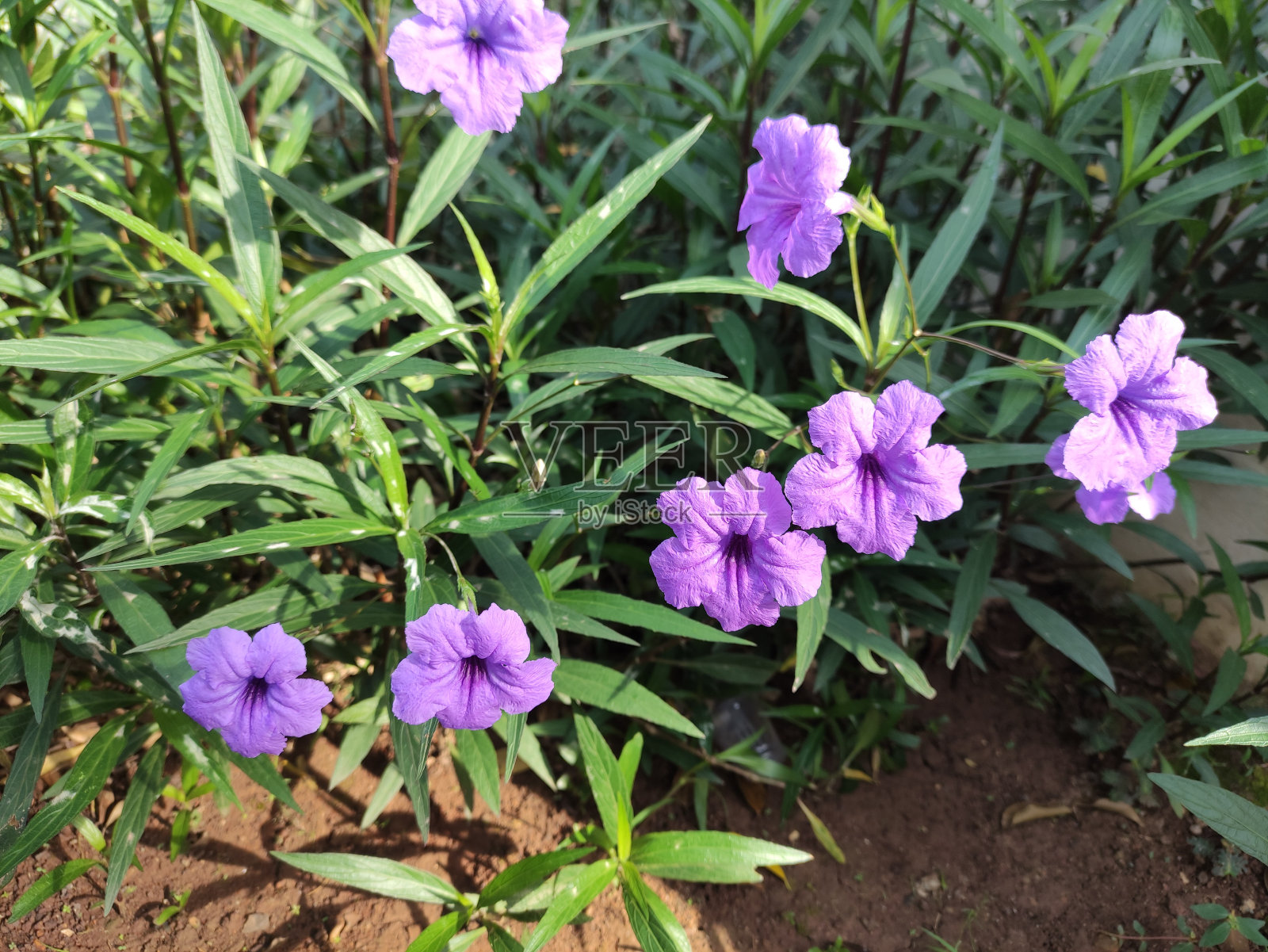 印度尼西亚雅加达花园中美丽的紫色花朵特写照片摄影图片