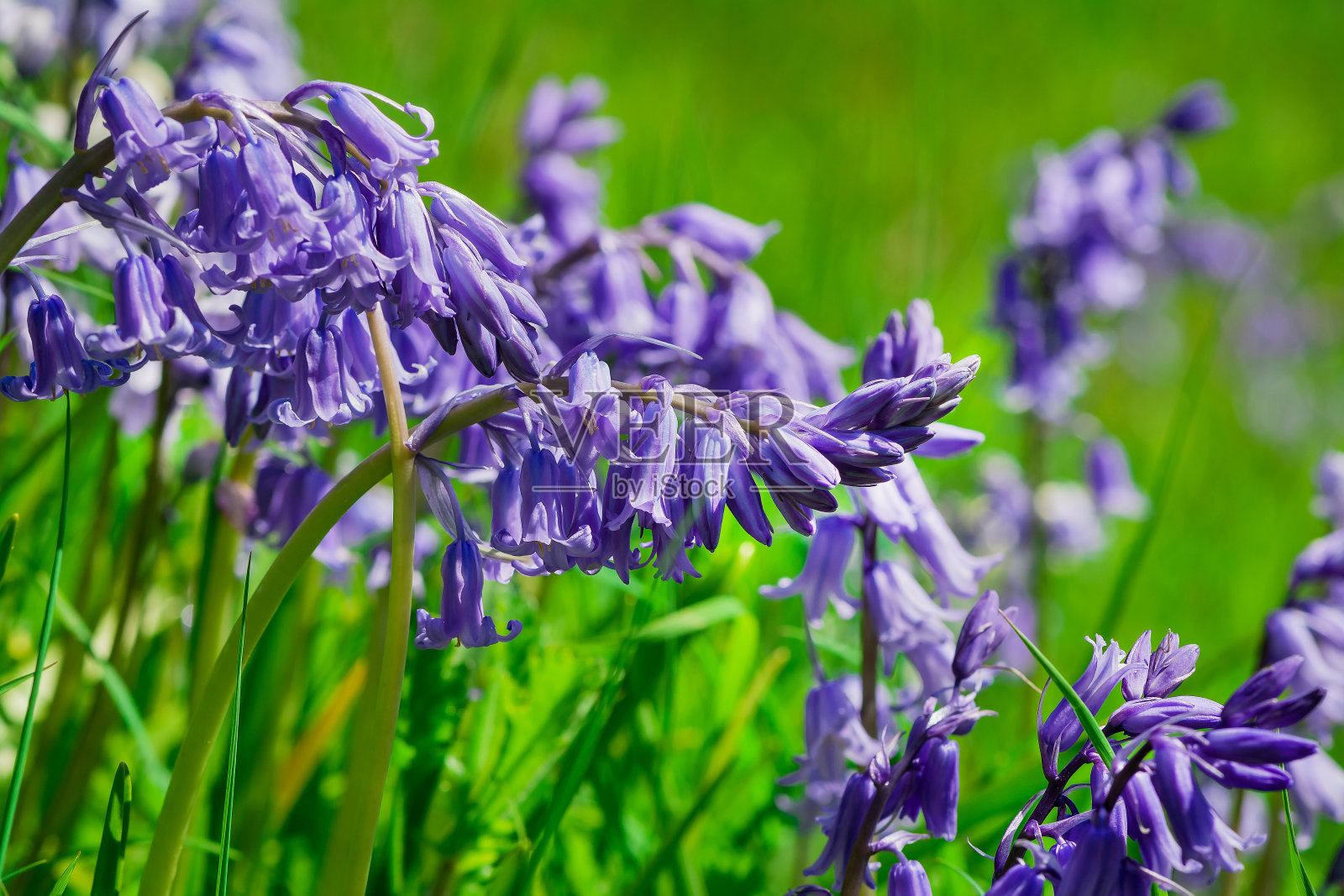 英国林地中的风信子照片摄影图片