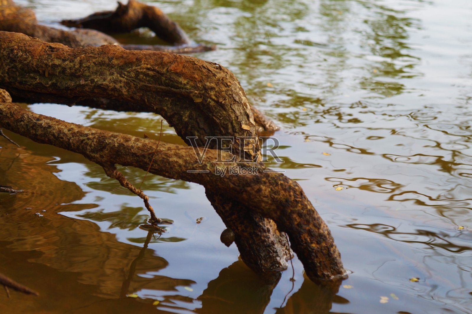 城市森林湖边的大老树的根照片摄影图片