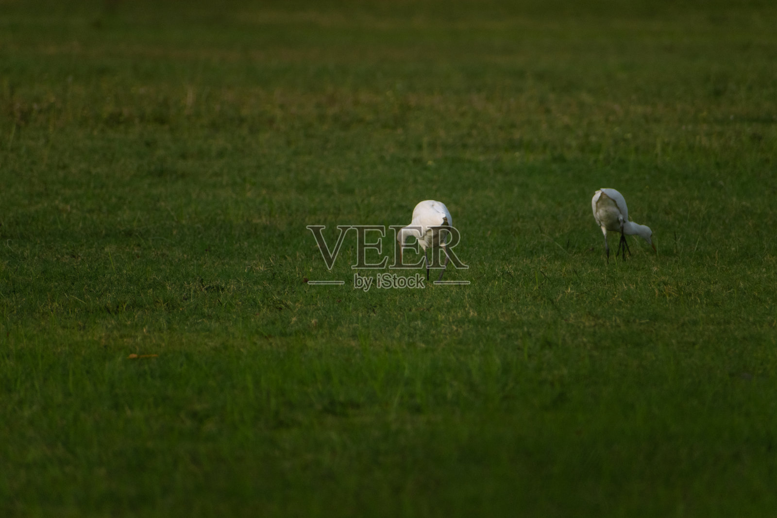 两只可爱的白鹭一起走在绿草地上的特写镜头。照片摄影图片