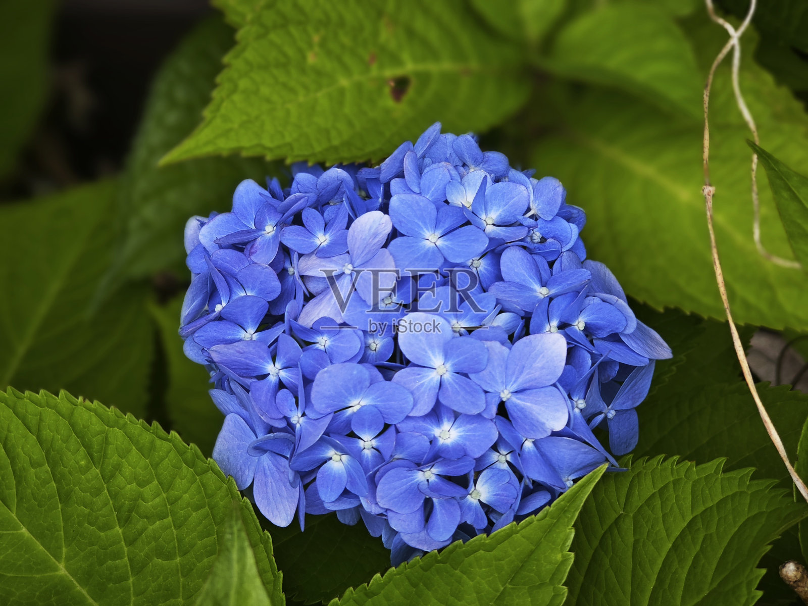 绣球花照片摄影图片