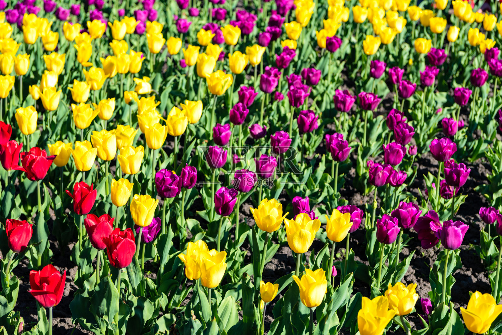花坛明亮的郁金香花场与彩色的自然背景照片摄影图片
