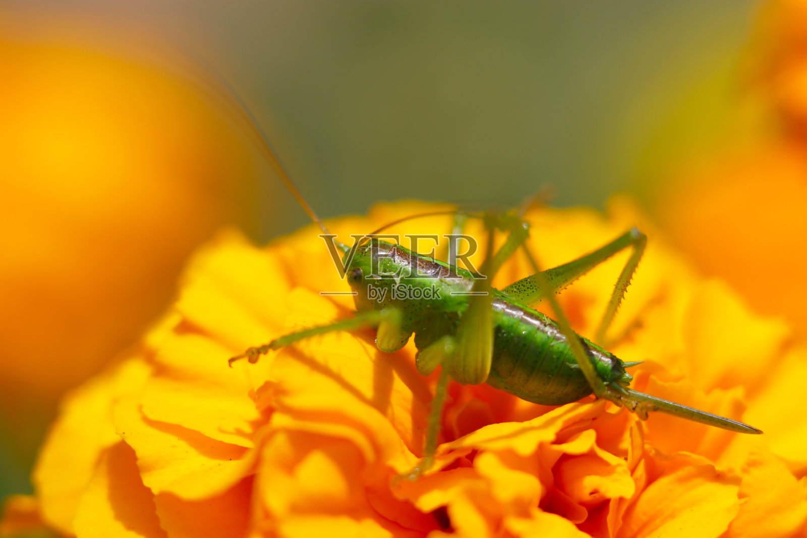 日本大绿灌木蟋蟀若虫(选Yabukiri)栖息在明亮的橙色万寿菊花头上(阳光明媚的户外，近距离微距摄影)照片摄影图片