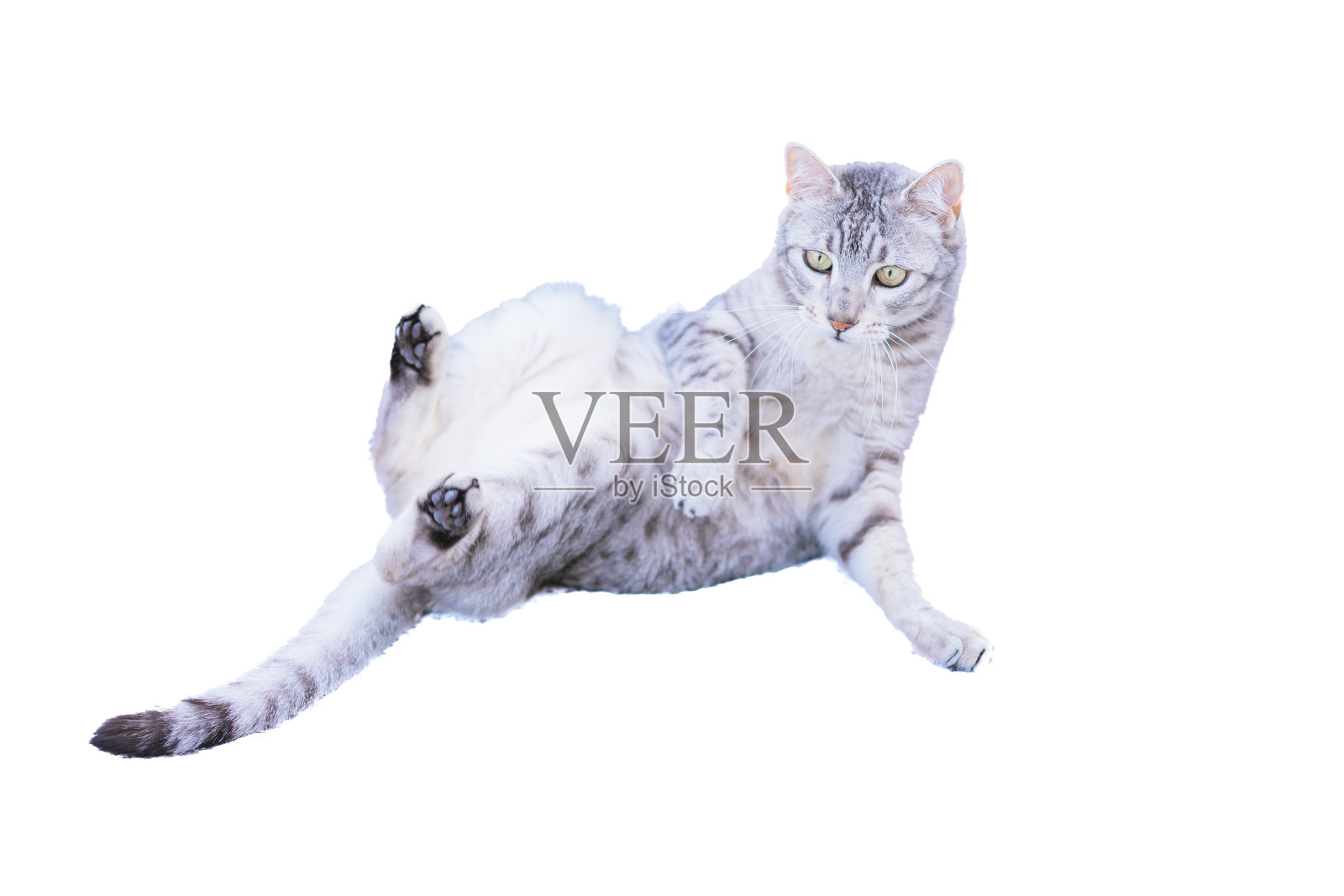 白色背景的埃及毛照片摄影图片