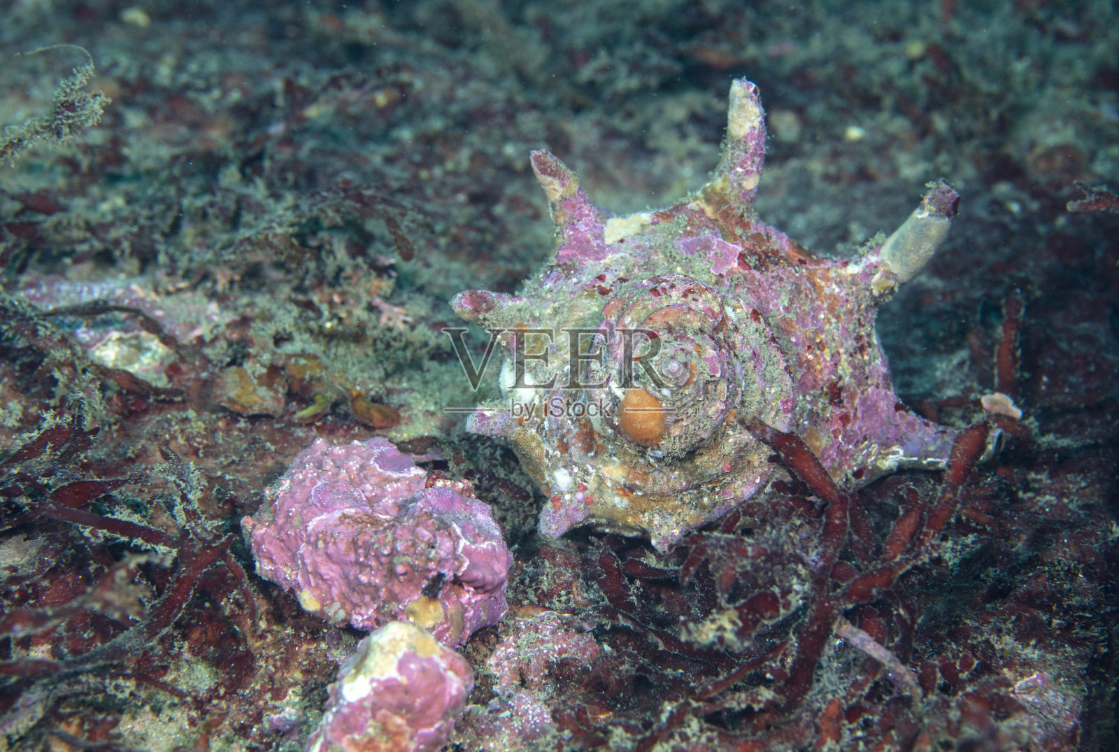 海中的头巾壳照片摄影图片