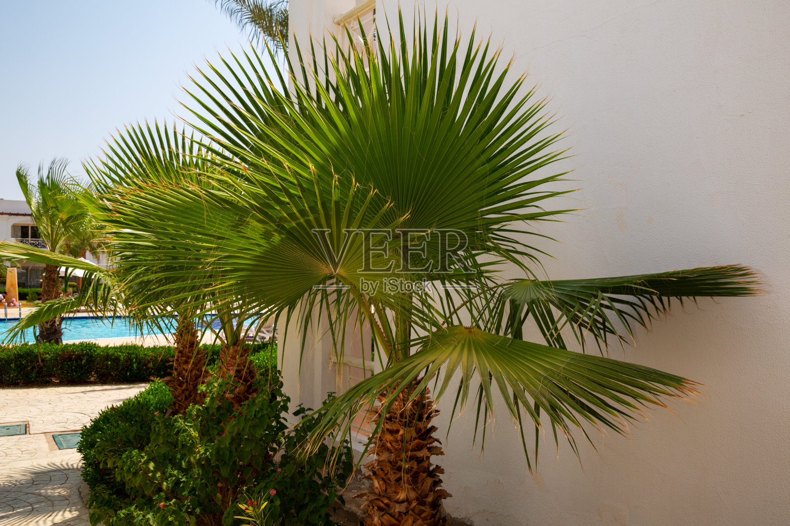 在埃及的沙姆沙伊赫，棕榈树长着绿叶照片摄影图片