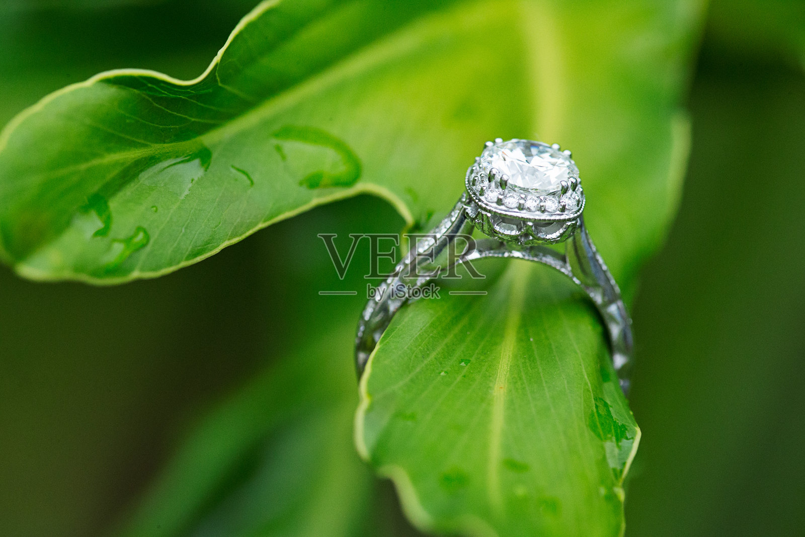 订婚戒指挂在潮湿的树叶上照片摄影图片