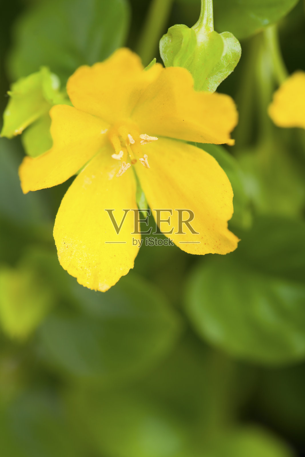 金莲花照片摄影图片