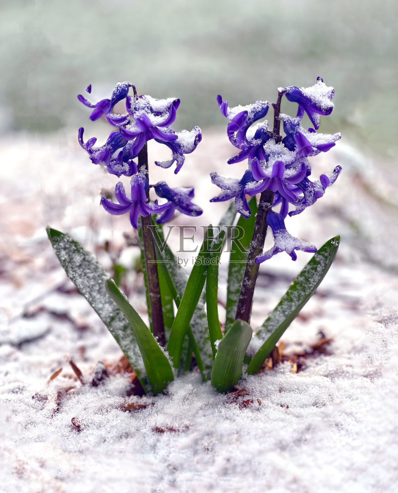 雪中的风信子照片摄影图片