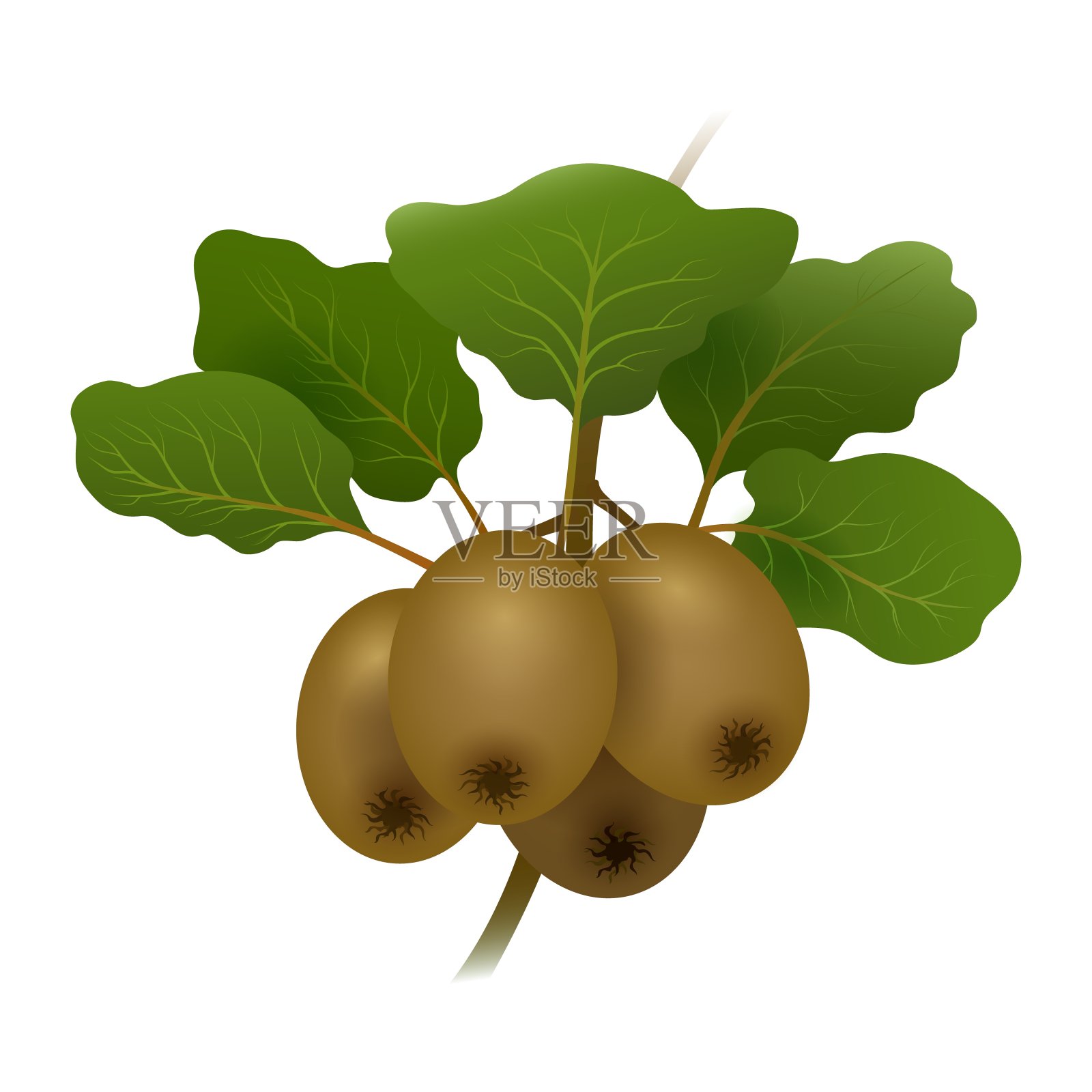 猕猴桃枝插画图片素材