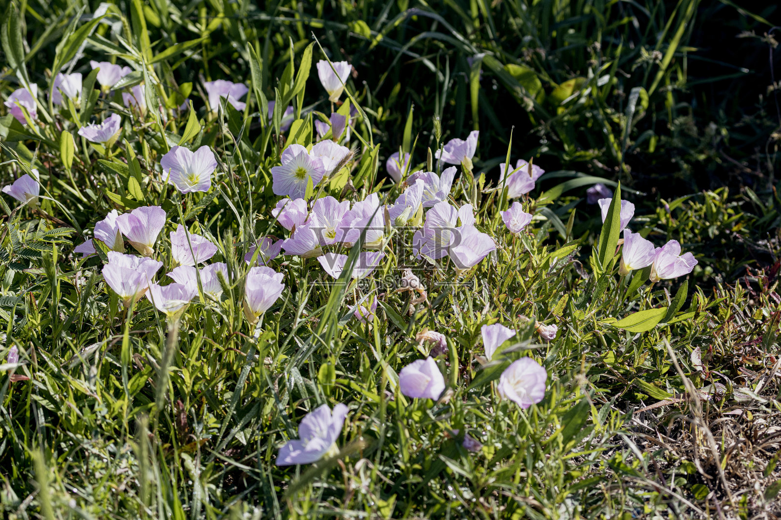 粉色的樱草照片摄影图片
