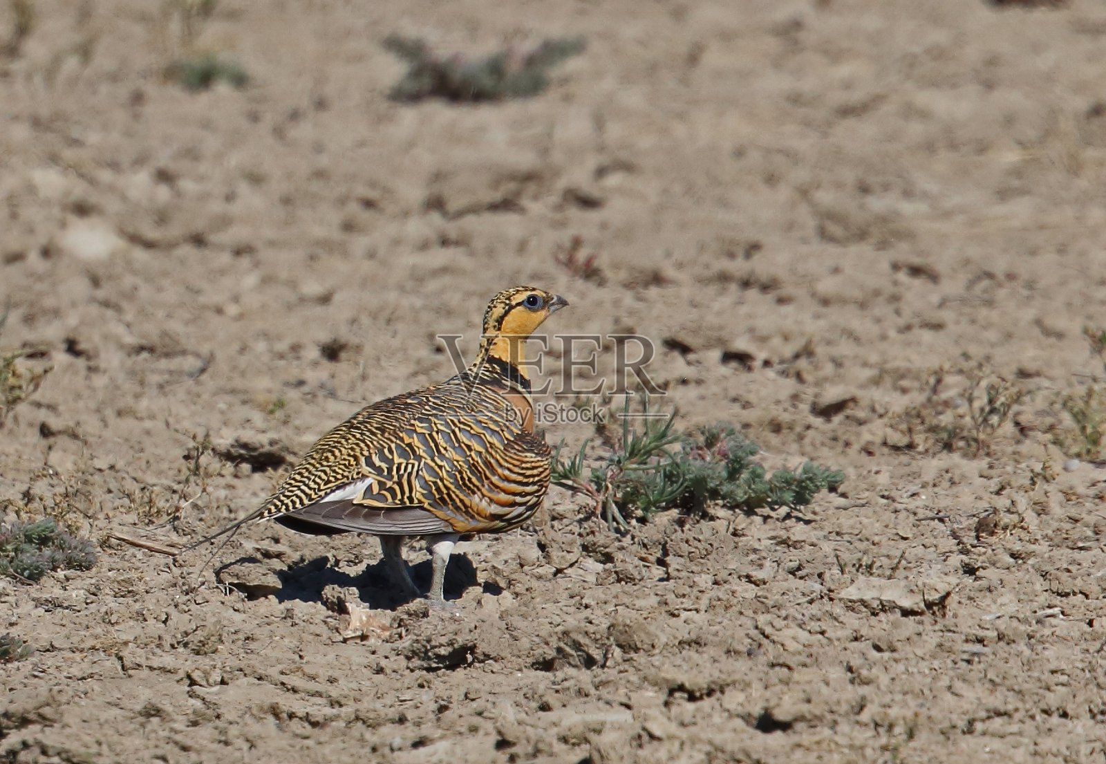 针尾沙鸡照片摄影图片