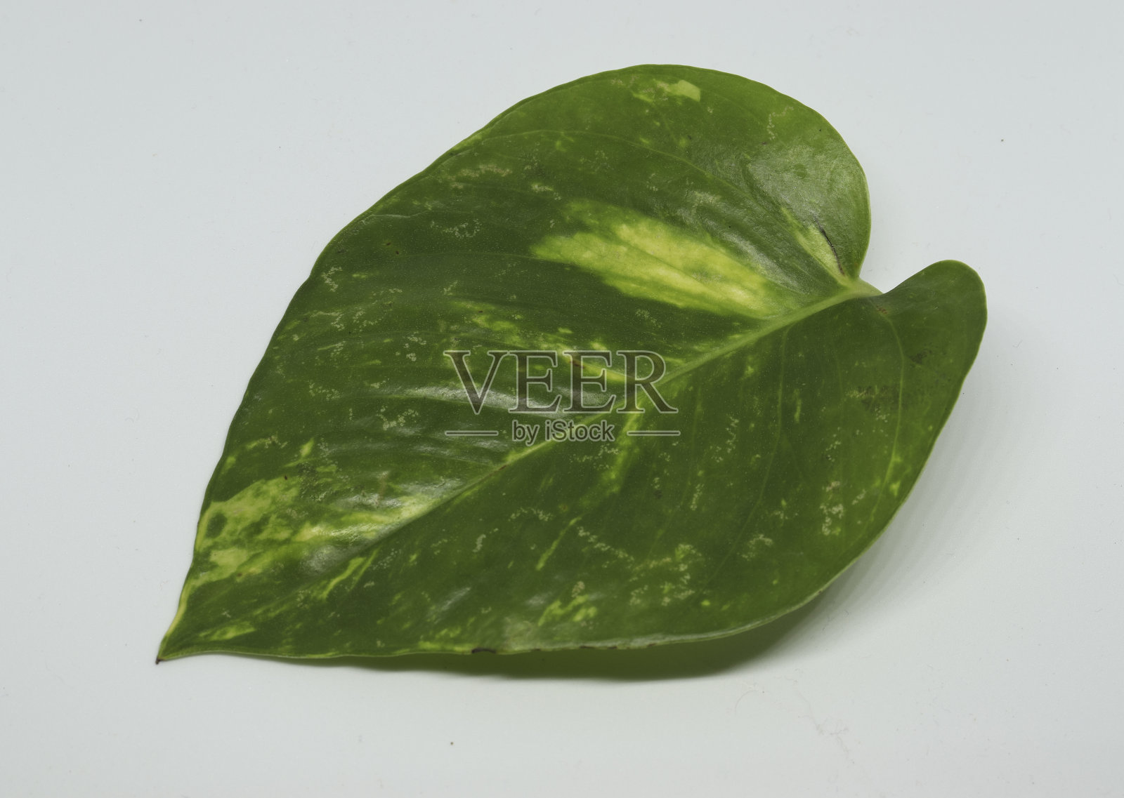 金钱植物的叶子。白色背景照片摄影图片