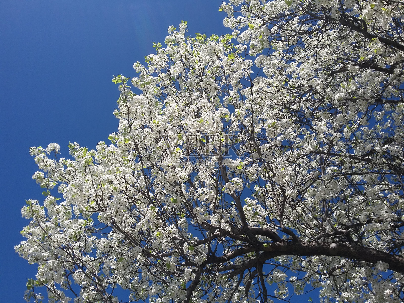 肖尼教会公园的春花树照片摄影图片
