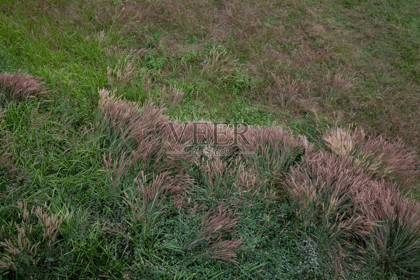 草地在大自然的田野里照片摄影图片