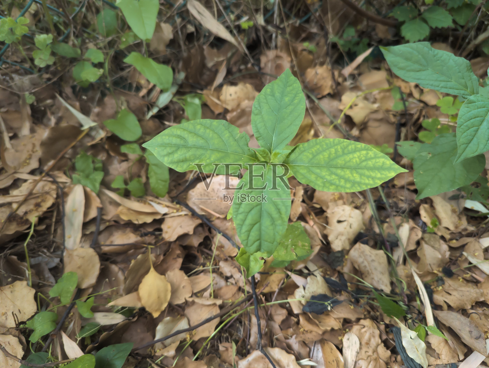 四片嫩叶照片摄影图片