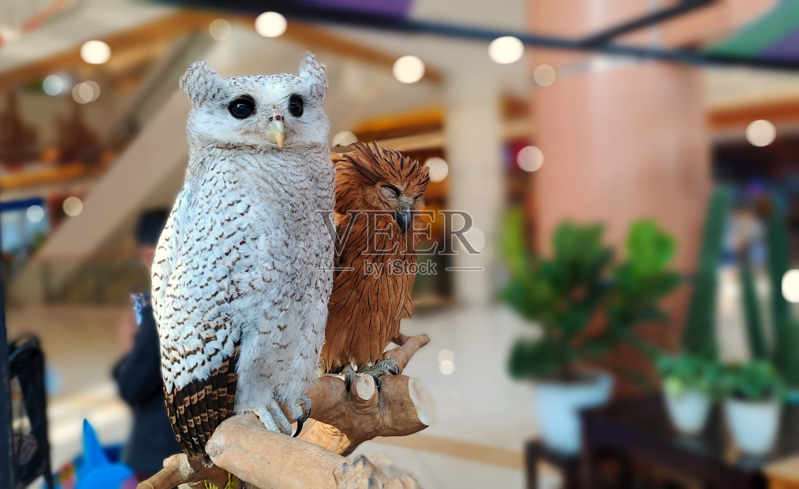 市场上的猫头鹰照片摄影图片