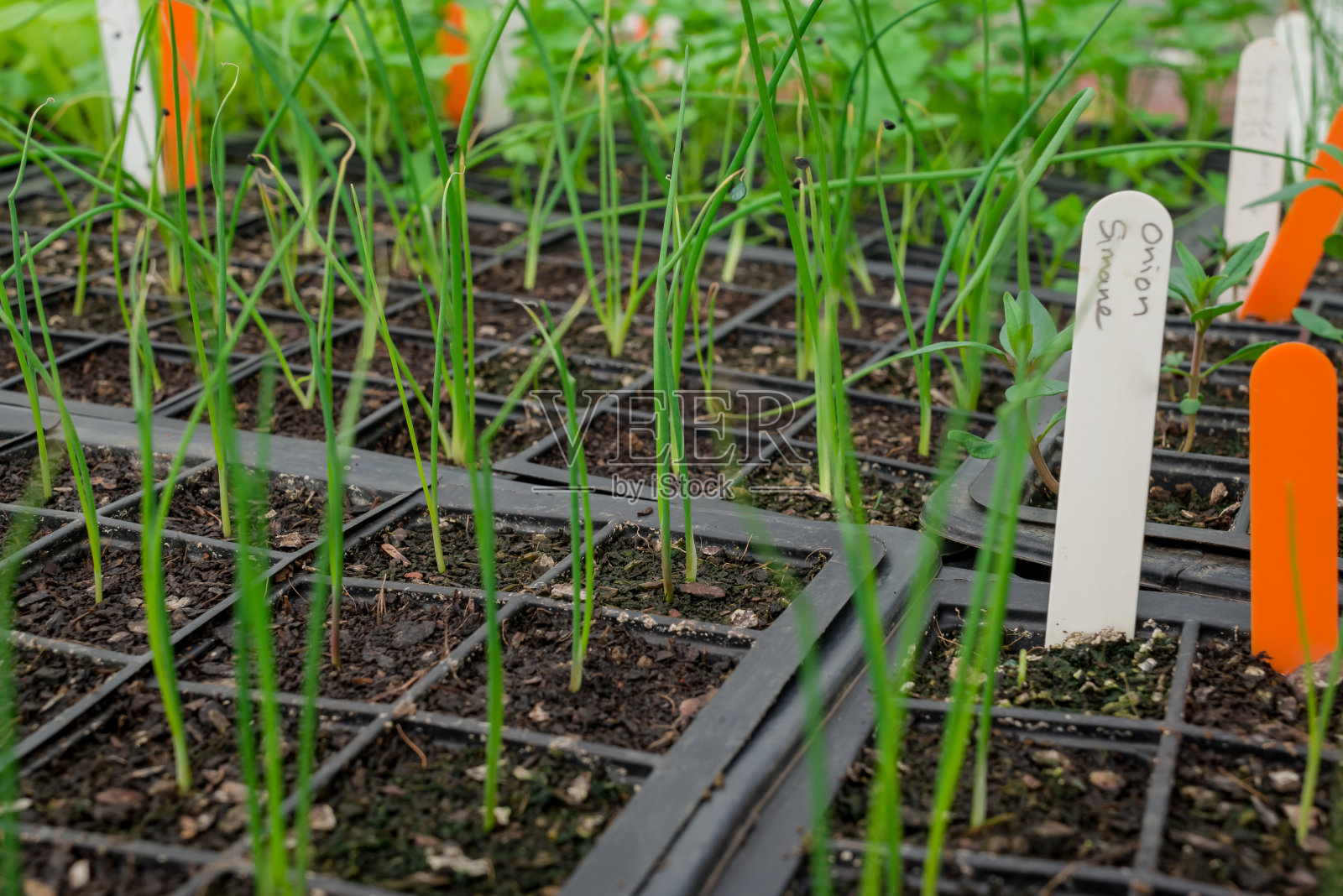 苗圃温室里的盆栽幼苗照片摄影图片