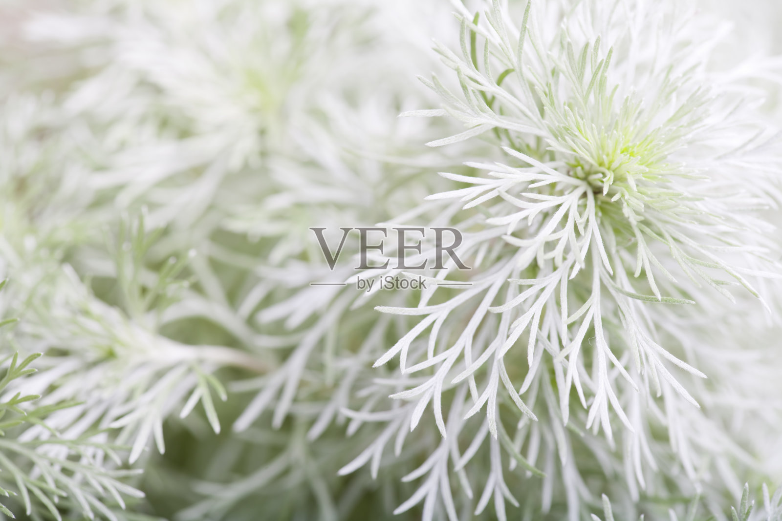 银丘植物照片摄影图片