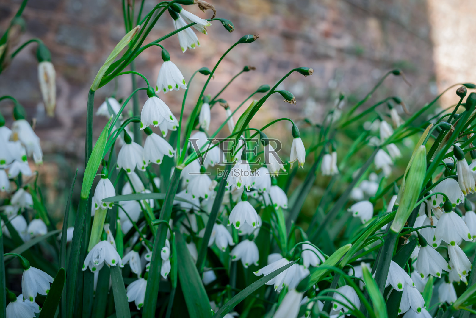 在阳光明媚的日子里，雪花莲的特写。照片摄影图片