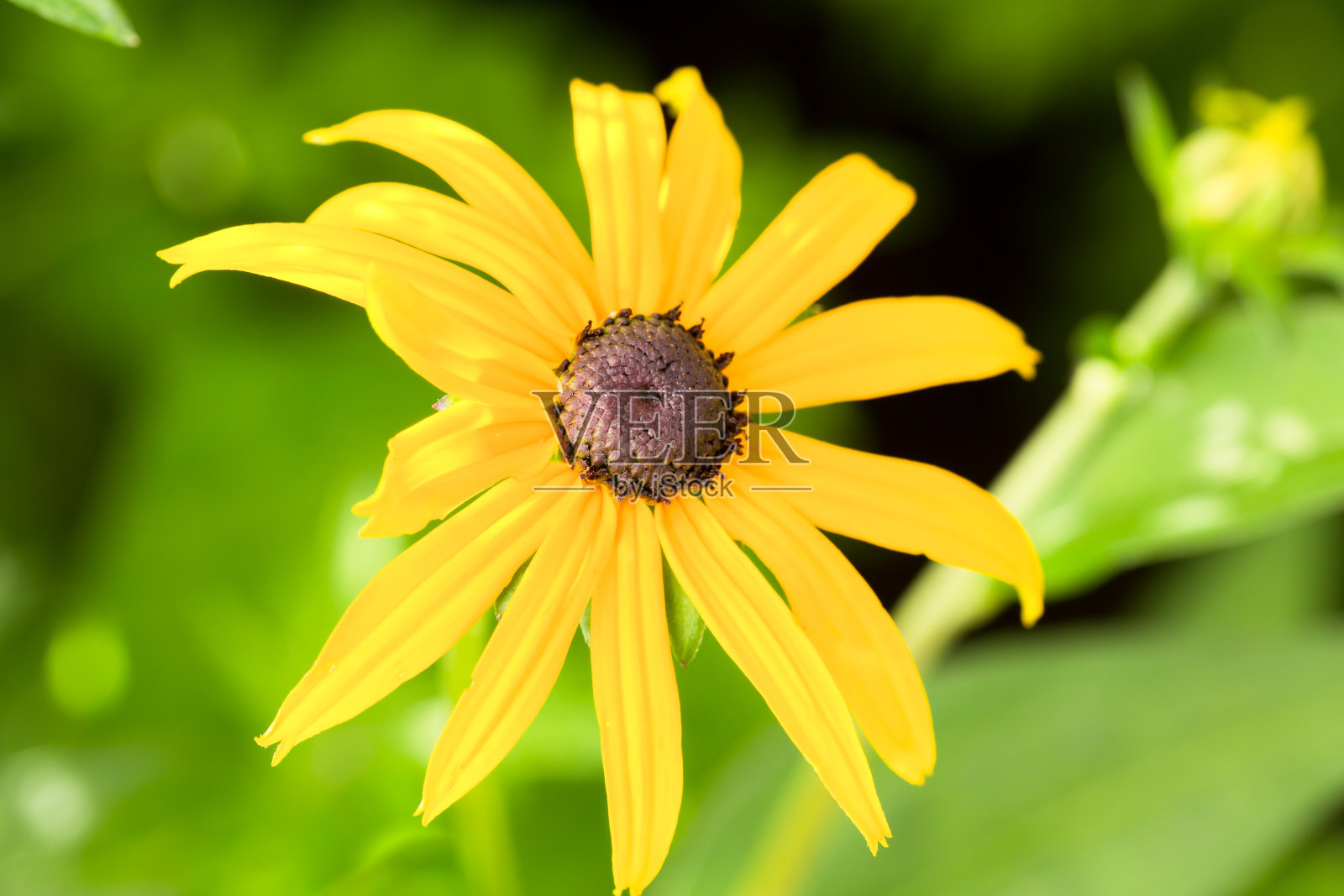 黑眼苏珊近距离观察照片摄影图片