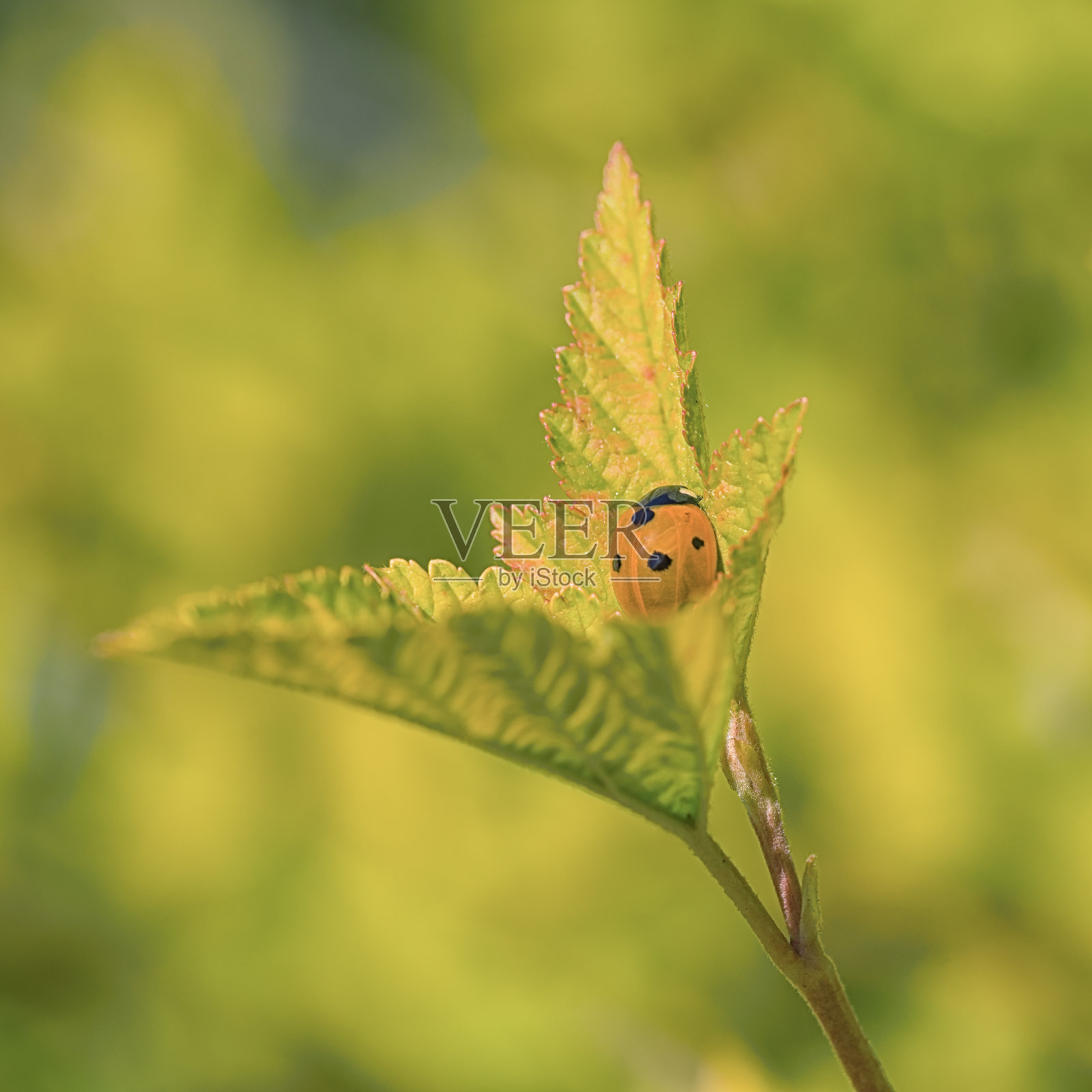 侧视图坐在树叶上的瓢虫照片摄影图片