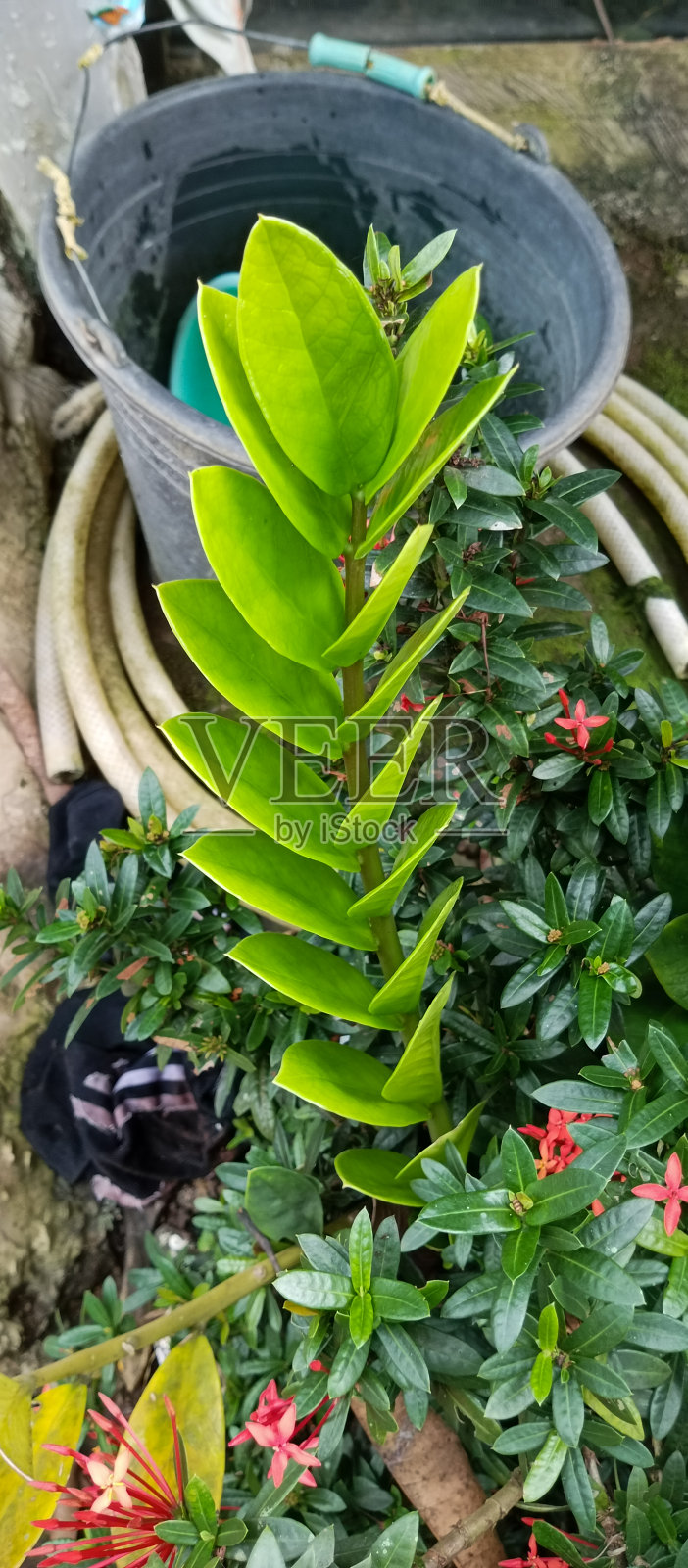 Zamioculcas zamiifolia植物照片照片摄影图片