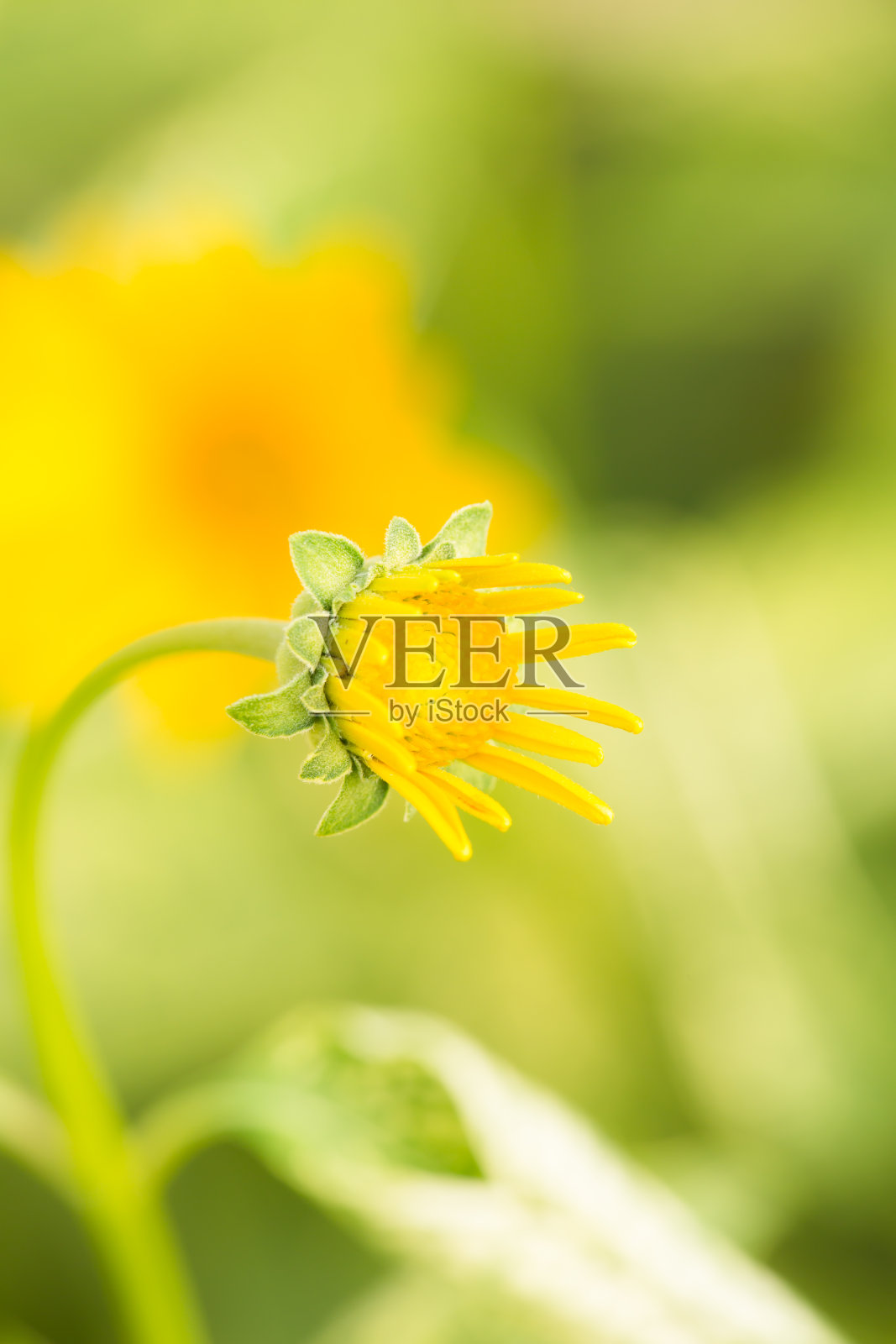 黄菊花照片摄影图片