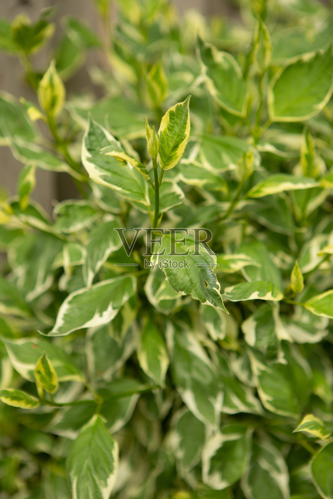山茱萸杂色灌木照片摄影图片