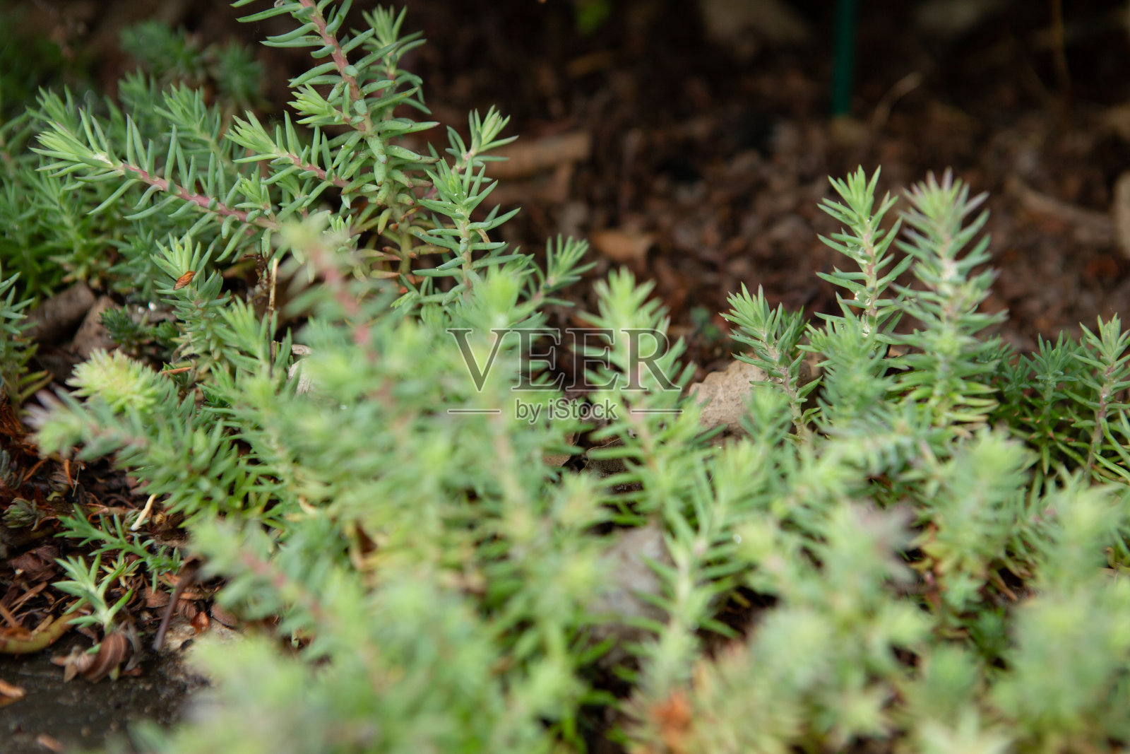 景天的毯子照片摄影图片