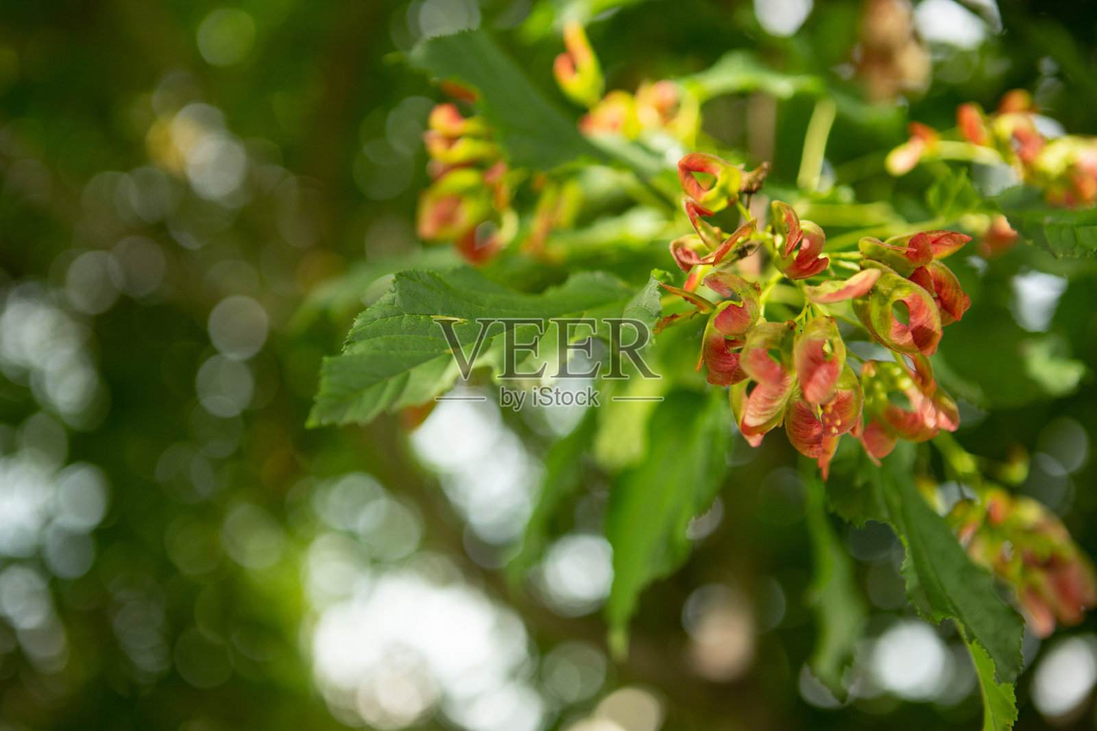 黑龙江枫照片摄影图片