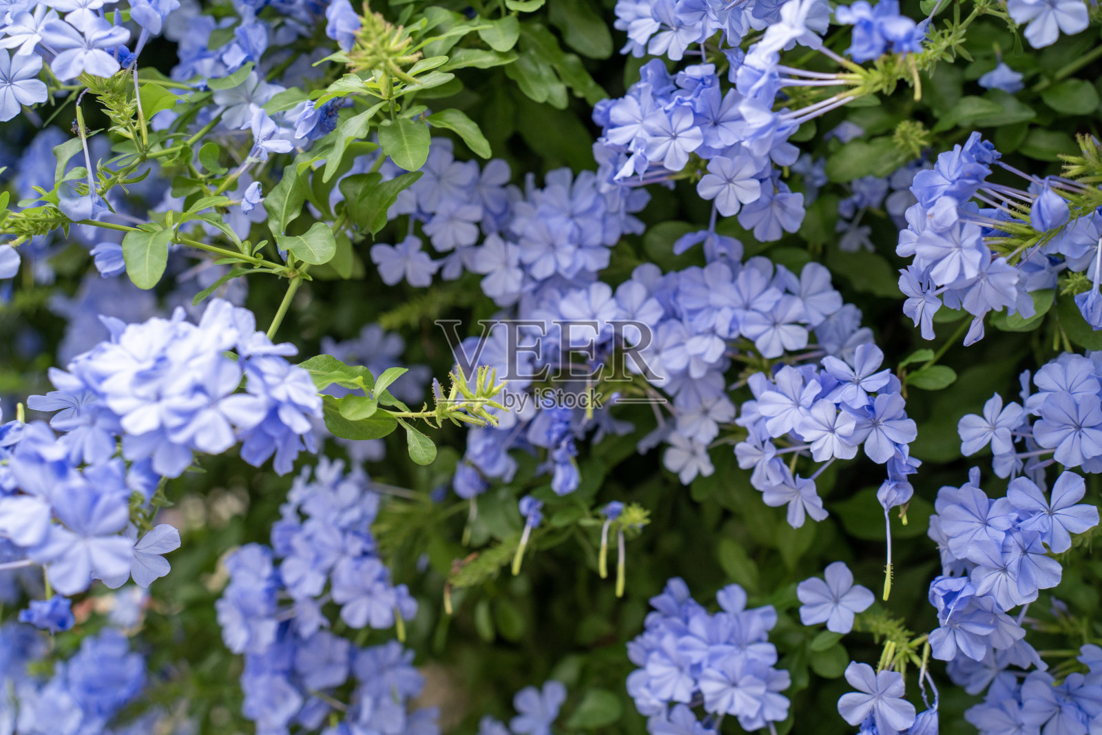 紫色的花在夏天开放照片摄影图片