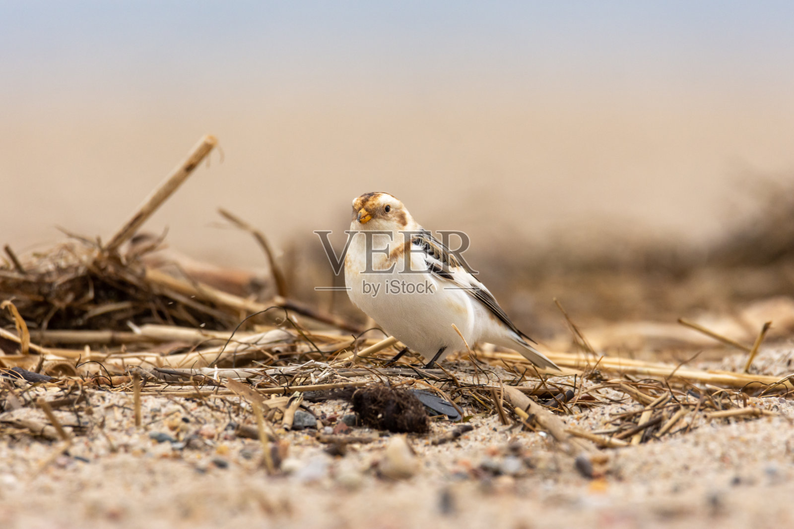 雄性雪猎鸟(Plectrophenax nivalis)冬季羽毛，白色雀形鸟在海滩上觅食照片摄影图片