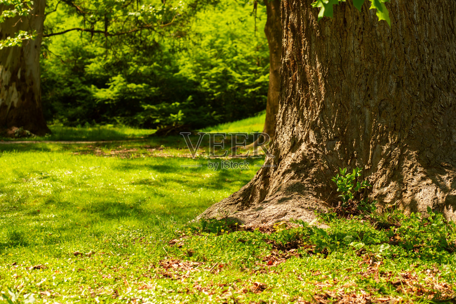 公园背景，大树干和绿草，自然保护区照片摄影图片