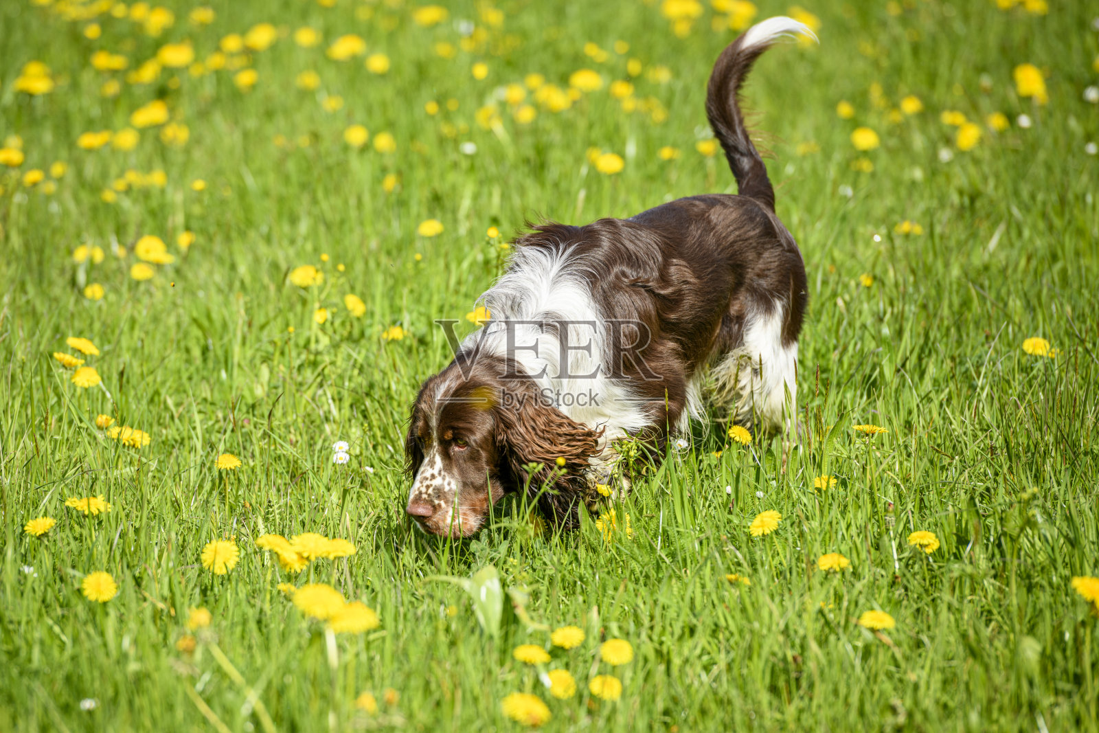 在草地上窥探的狗(英国史宾格犬)照片摄影图片