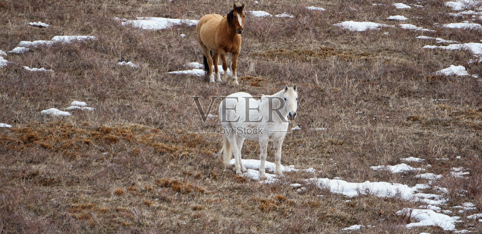 两匹马闲逛照片摄影图片